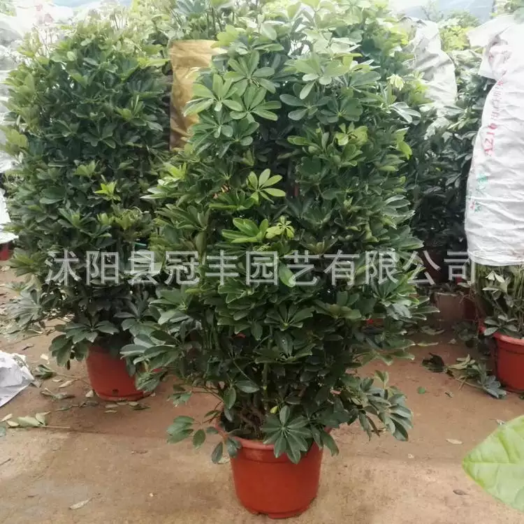屬虎種什麼植物比較好：屬虎的幸運盆栽是什麼？