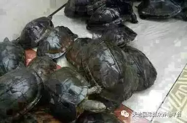 聽人家說養那些草龜，金錢龜，石龜，鄂魚龜一年能掙十幾萬！不知道能信嗎？