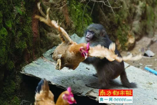 3、男猴女雞的婚配怎麼樣:男屬猴女屬雞婚姻好嗎