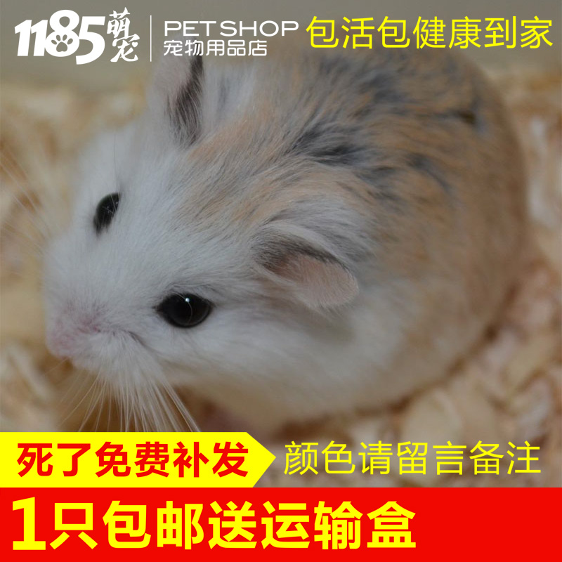 男94狗女96鼠生什麼寶寶：男屬狗女屬鼠生什麼寶寶比較好