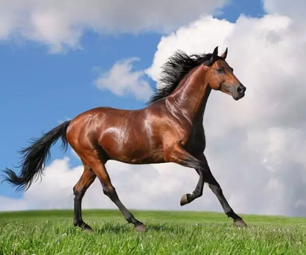 4、十一月屬馬女命運:屬馬女生在農曆十一月初二命運好嗎