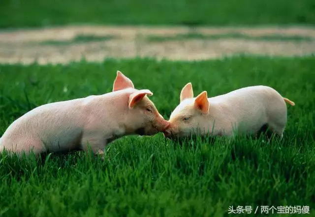 2、71年豬婚配哪年出生的男人好:71年的豬與71年的豬婚配啥命運