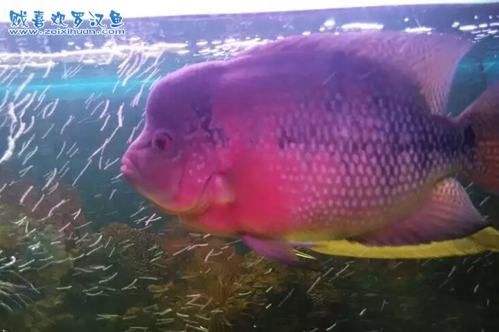 女人夢見在水裡抓到活魚又不是魚：夢見在河裡抓魚，可就是抓不到活魚