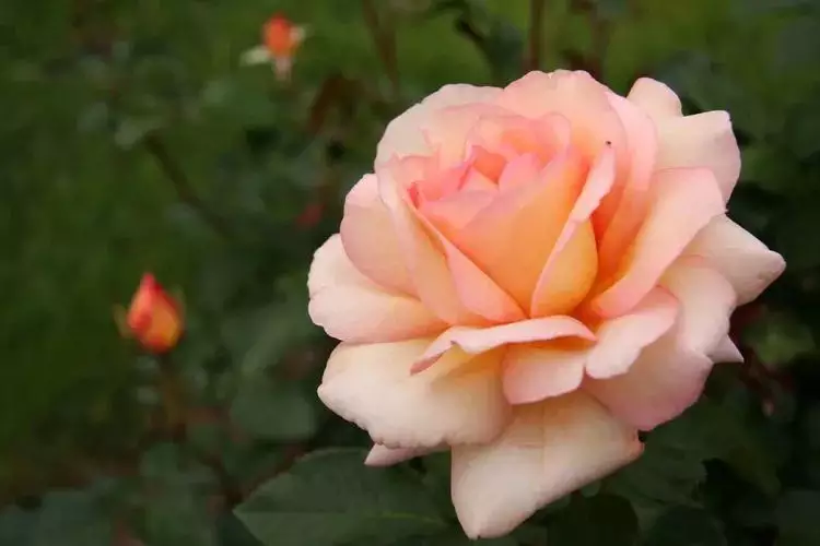 各屬相生幾月是骨隨婆：水腫5個月了 跑步可以嗎