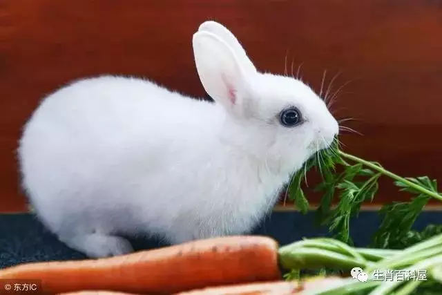 2、屬兔的年份:年 是屬什麼的。
