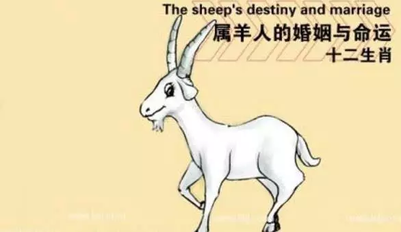 2、屬羊的和什麼屬相最配相剋:男屬羊和什麼屬相相剋