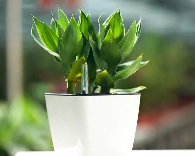 12屬相適合養什麼花卉：十二生肖養什麼植物
