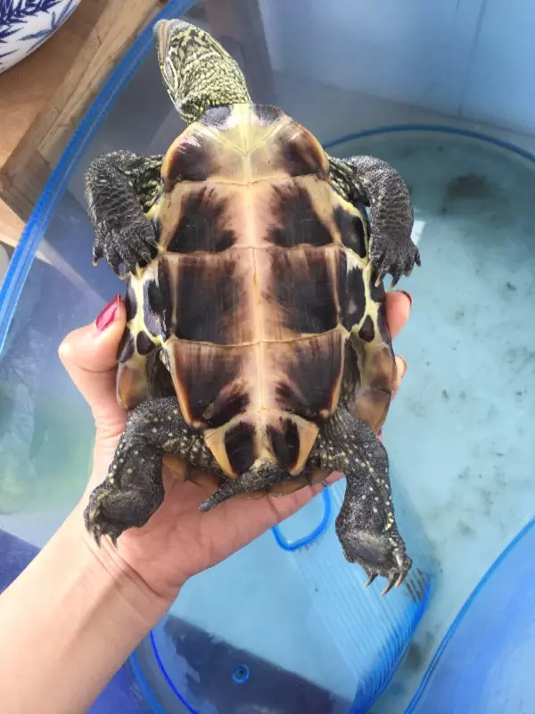 自家養的烏龜死了有什麼預兆：家養烏龜死了什麼徵兆