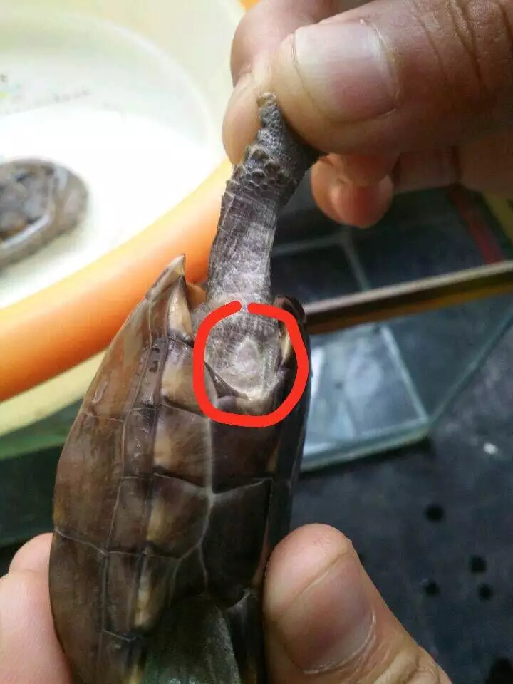 烏龜突然不動了，四肢都無力，閉着眼，怎麼救啊！