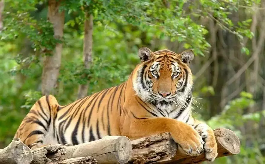 男虎女屬馬生什麼屬相好：年屬馬女跟屬虎男猴年生寶寶合適嗎