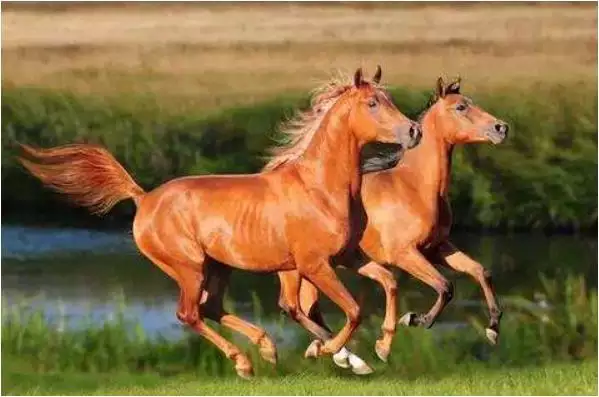 3、年屬馬什麼時辰出生好:屬馬的那個時辰出生好？