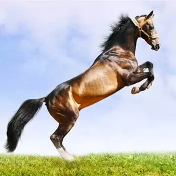 1978年的馬今年的運勢如何：78年屬馬的今年財運如何