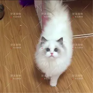 6、寵物貓價格排行榜:的寵物貓排行榜