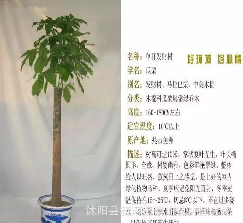 3、1米5發財樹多少錢一盆:一棵發財樹要多少錢