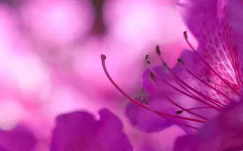 3、屬猴7月初七出生的婚配:屬猴的七月初七好不好