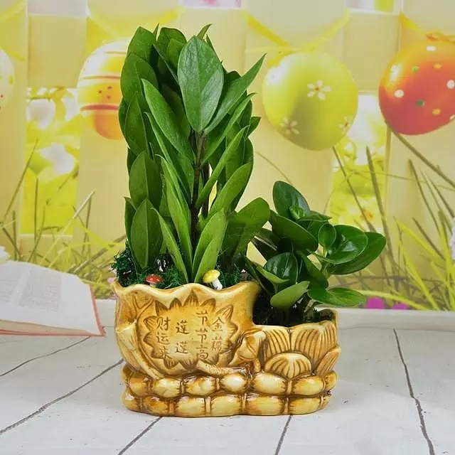 2、客廳適合養什麼植物好風水:客廳放植物風水好的都有哪些