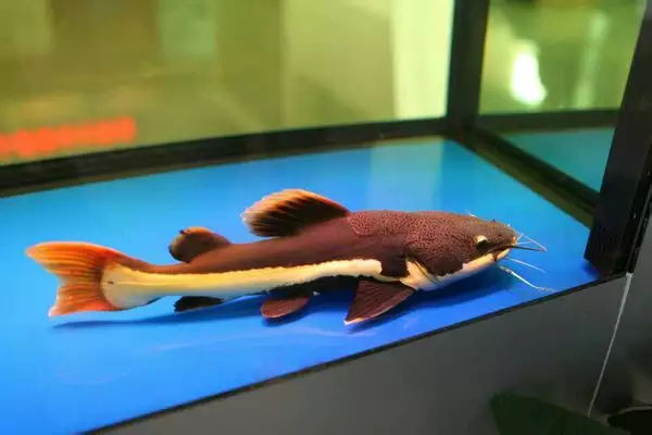 1、招財貓魚圖片:招財貓魚的種類