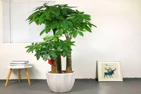 2、發財樹怎麼種:發財樹該怎麼養？