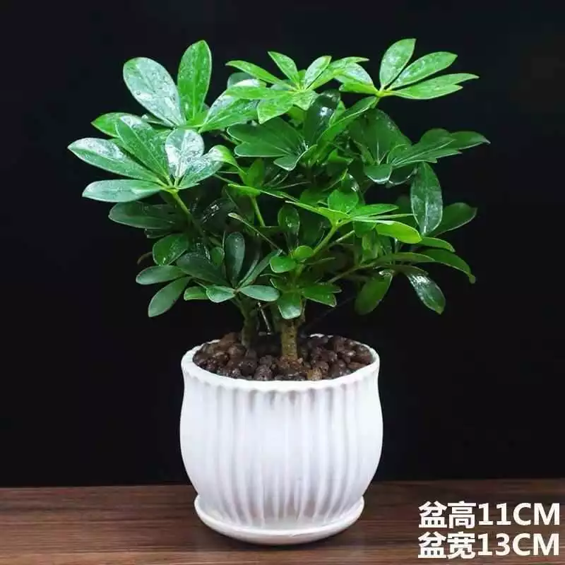 2、植物七恭弘=叶 恭弘蓮怎樣養:七恭弘=叶 恭弘蓮的養殖方法 七恭弘=叶 恭弘蓮怎麼養