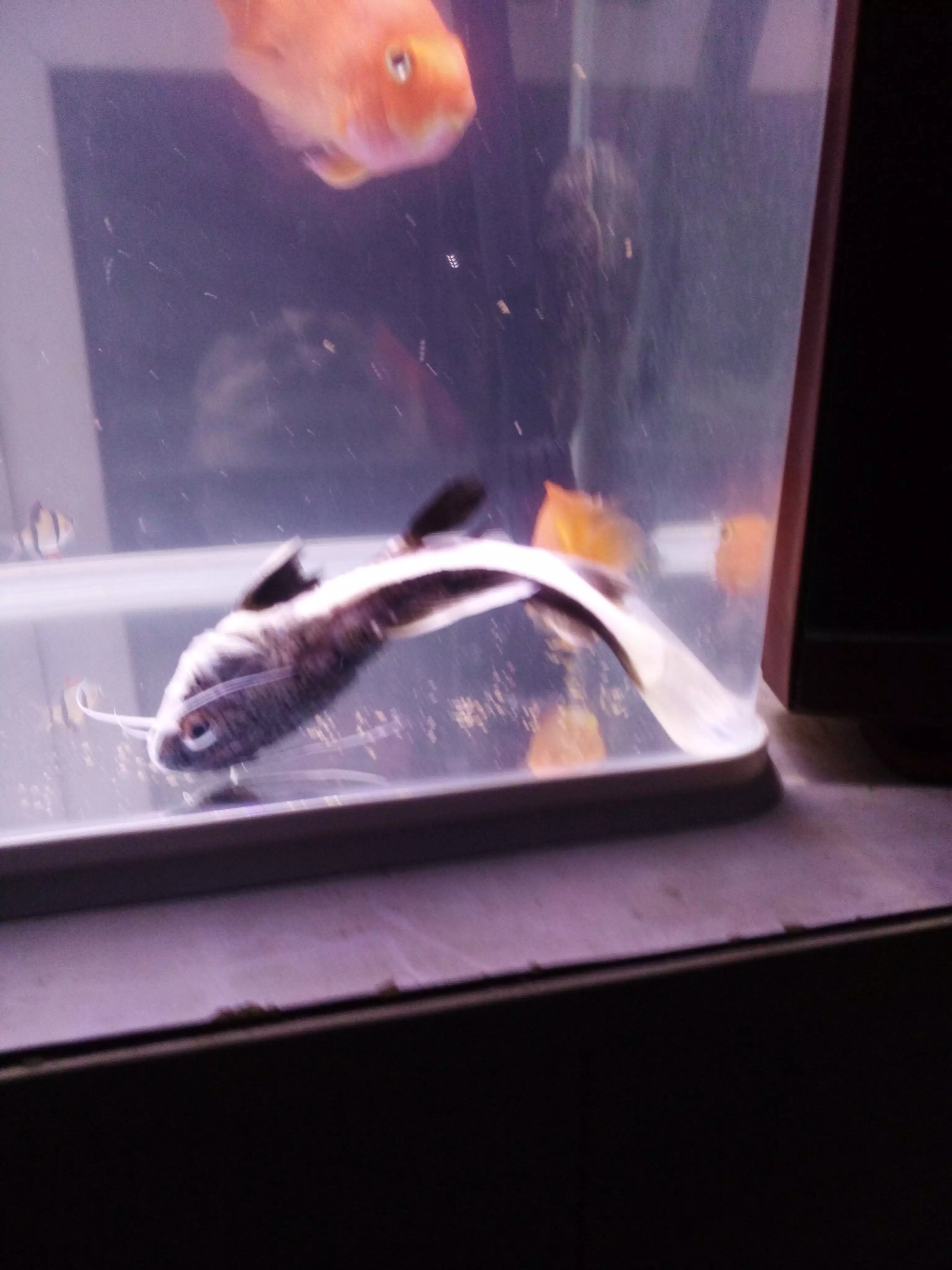2、招財貓魚死前癥狀:招財貓魚快死了幫幫我