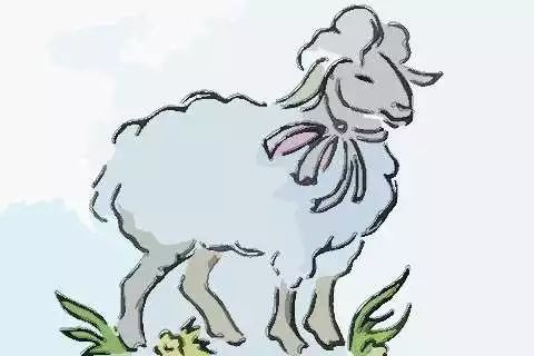 屬羊和老虎屬相合不合：虎和羊合不合