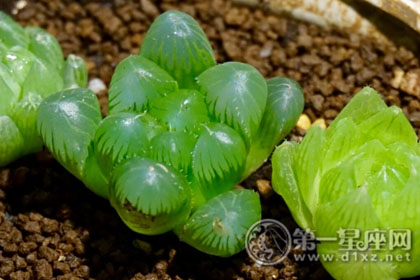 屬相屬雞的可以栽植物玉露嗎：屬雞最適合樣什麼植物
