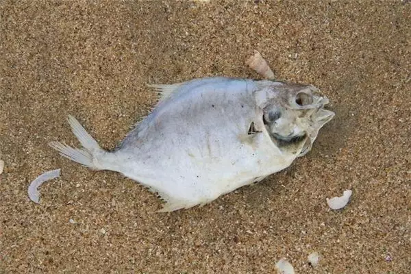夢見別人捉到活魚給了我：夢見有人給我抓魚，請問是好是壞？