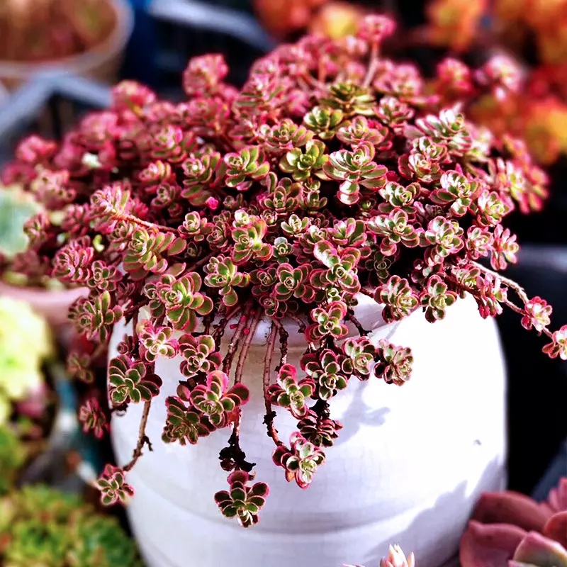 1、植物圖片大全大圖真實:開花所有植物圖片及名稱