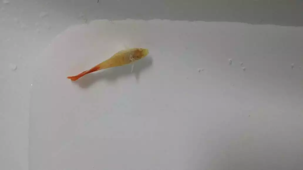 4、魚身上有白色絮狀物會自愈嗎:金魚在泡葯浴期間魚身上和頭上為什麼會出現白色絮狀物?