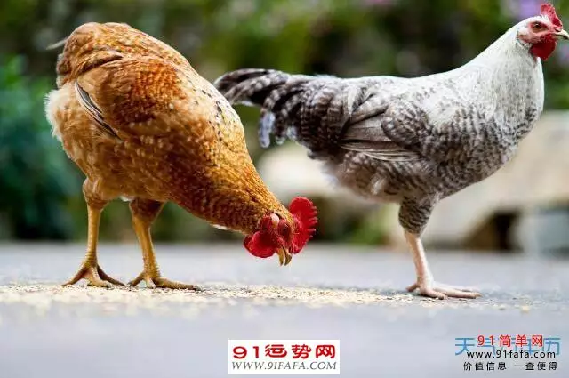 4、93年屬婚配什麼屬相好:93年屬和什麼相配好