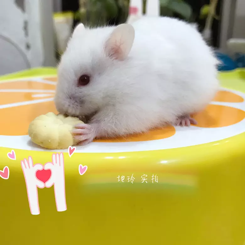 2、68年的猴和79年的羊婚配:79年屬羊的與68年的屬猴相合嗎