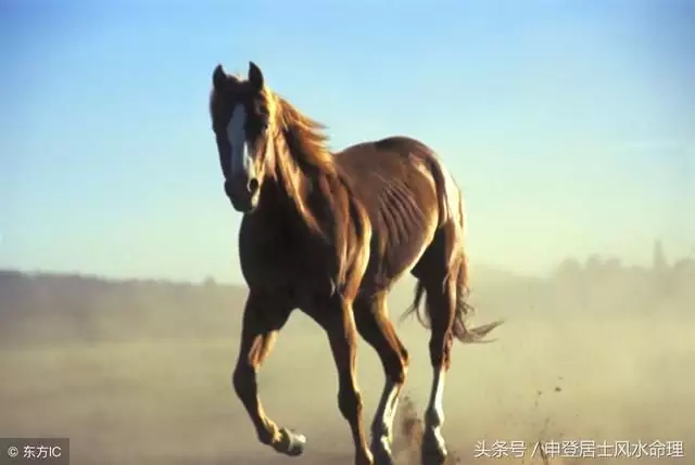 屬馬女的婚配最佳屬相：屬馬的女孩找什麼屬相最合適