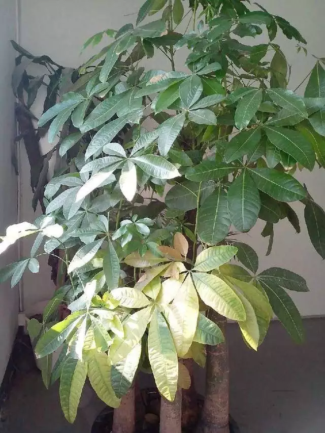 1、發財樹黃恭弘=叶 恭弘是怎麼回事:小發財樹的恭弘=叶 恭弘子都黃了怎麼辦，正常嗎？