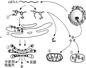 2、物質轉運的方式有哪些:簡述細胞膜物質轉運有哪些方式？有何區別