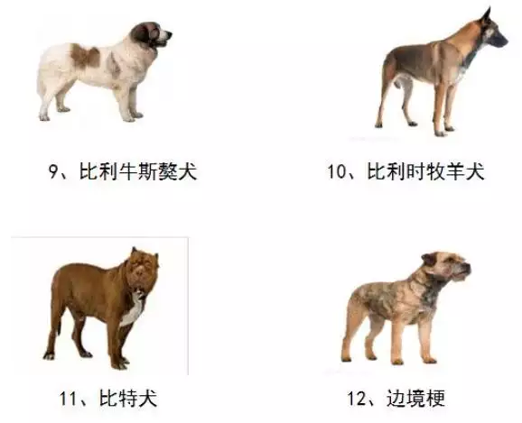 1、年狗多大:年屬狗虛歲