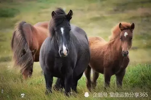 1、年屬馬下半年要出大事:年屬馬男人的全年運勢