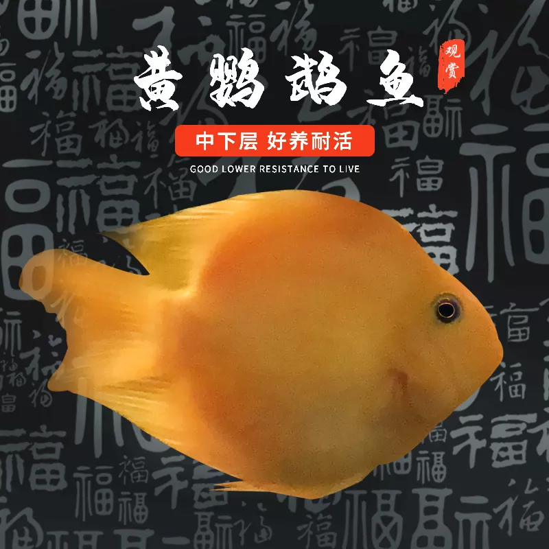 3、招財魚圖片壁紙:紅招財魚圖片