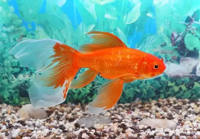 夢見別人送魚是什麼徵兆：夢見別人送魚