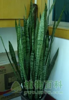 虎皮蘭最適合哪個屬相養殖：屬老虎的人養什麼植物最好
