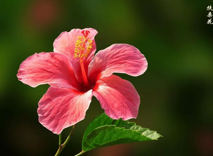 2、一等命的屬相姜花是什麼樣的:姜花的花語是什麼?