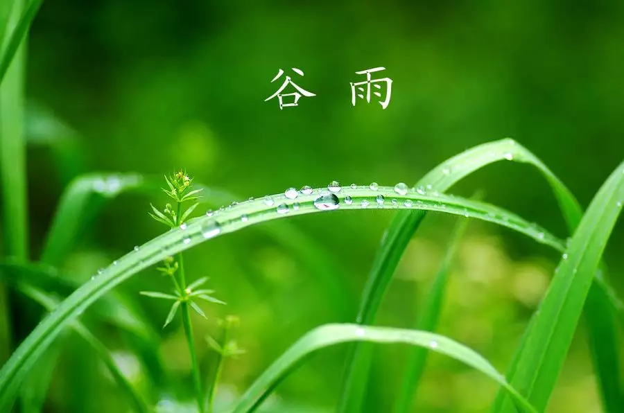 穀雨來臨哪些屬相該走好運了：穀雨是什麼生肖