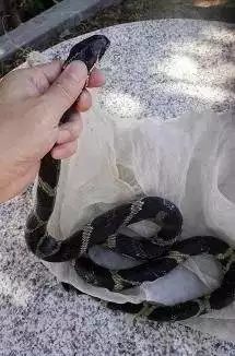 2、蛇和狗相配嗎婚姻:蛇和狗相配嗎