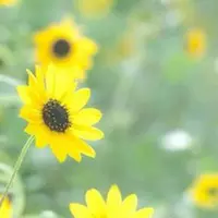 3、男人走運發財微信頭像:好看又招財好運的微信頭像？