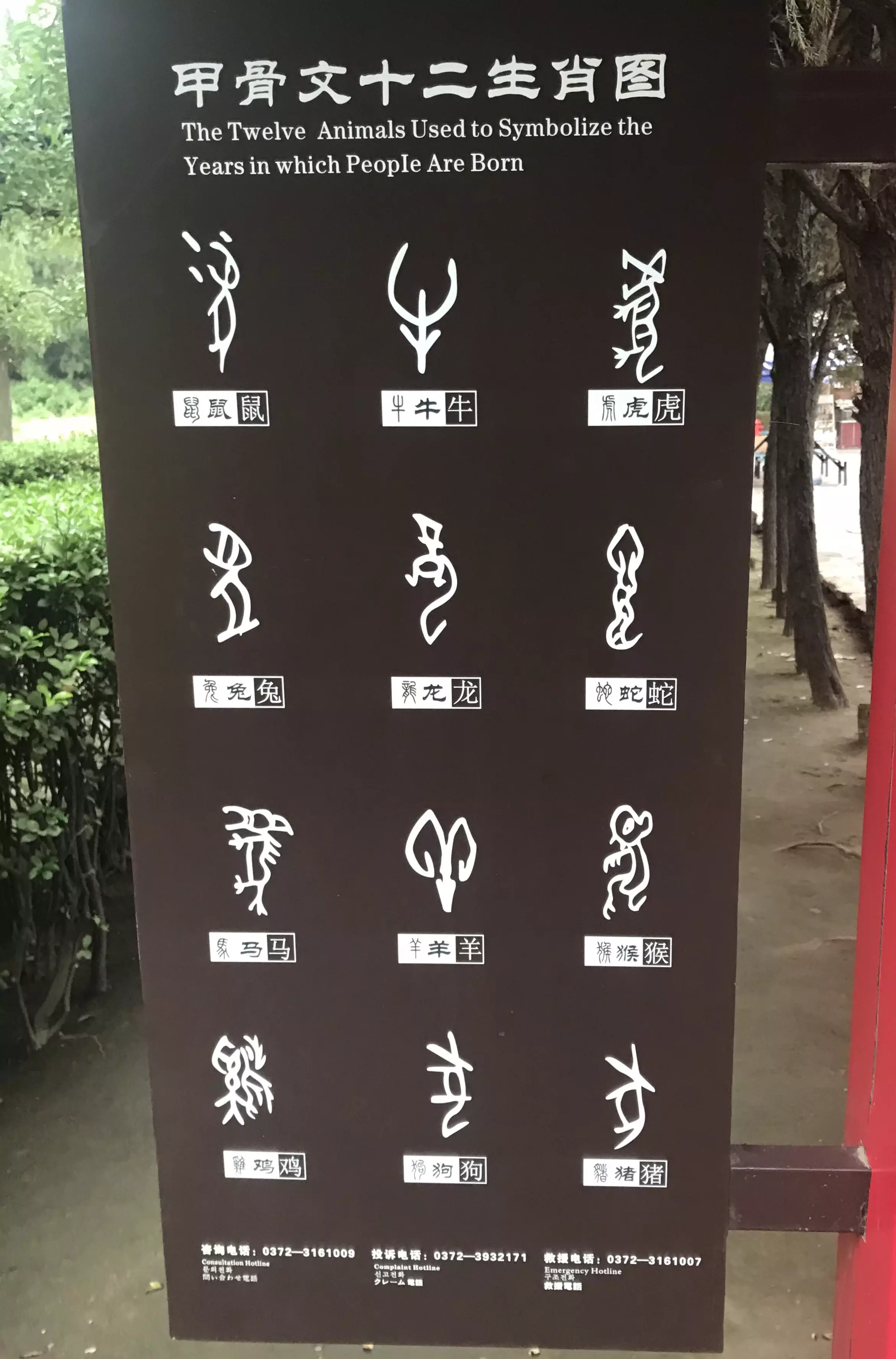 甲骨文十二屬相帶英文：甲骨文的十二生肖
