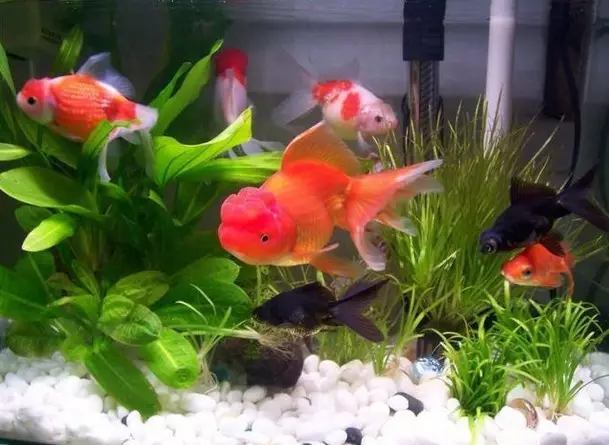 1、家裡養的一條招財魚生了好多魚卵吖··撈了出來后要怎麼做才能孵出魚仔呀？～