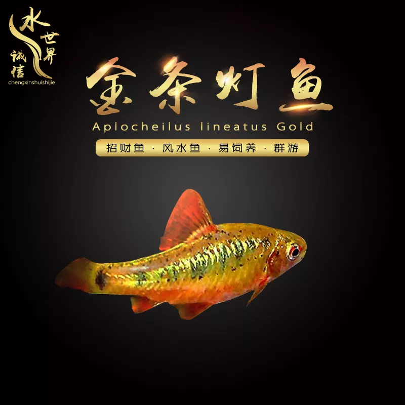 6、招財魚圖片壁紙:誰有這個招財的壁紙