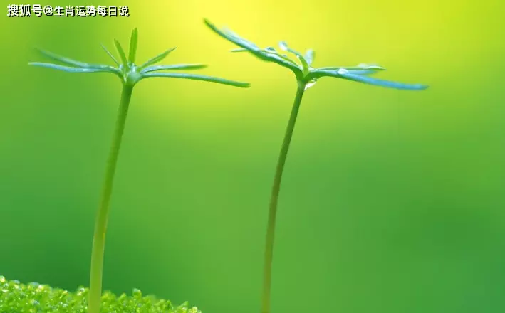 呼風喚雨顯手段是什麼屬相：呼風喚雨顯手段 是什麼生肖？求註釋
