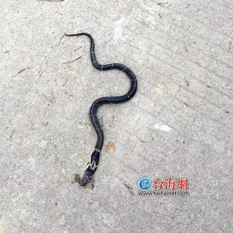 2、九七的牛能和九三的蛇婚配嗎:一九七七年的蛇和一九七三年的牛相配嗎