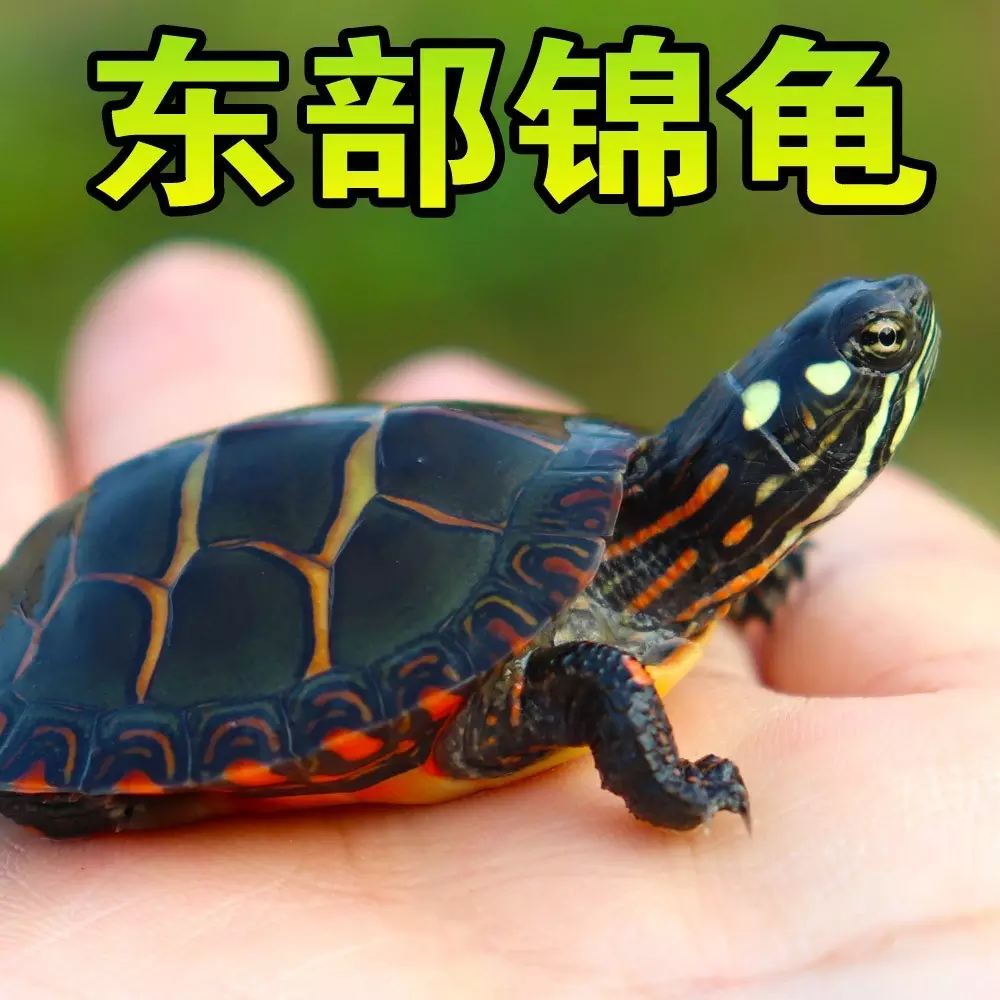 1、十大深水龜排名圖片:中國最貴的龜排名
