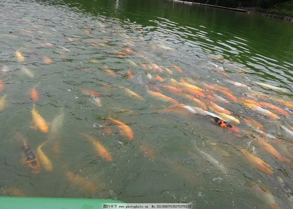 女人夢見魚在水裡游是什麼意思：夢見很多種魚在游